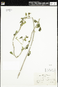 Celastrus scandens image