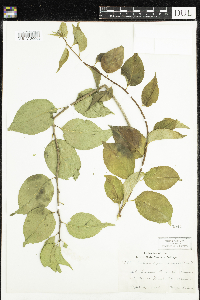 Celastrus scandens image