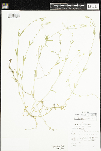 Stellaria longifolia image