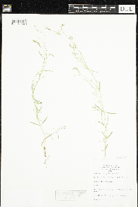Stellaria longifolia image