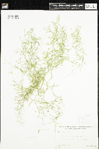 Stellaria longifolia image