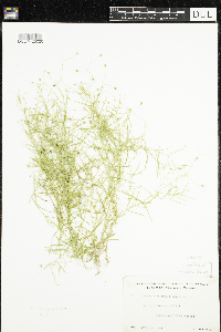 Stellaria longifolia image