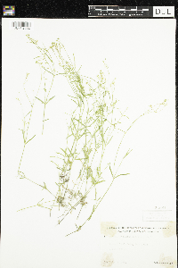 Stellaria longifolia image