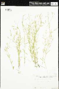 Stellaria longifolia image