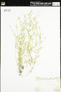 Stellaria longifolia image