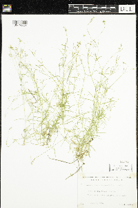 Stellaria longifolia image