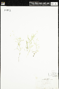 Stellaria longifolia image