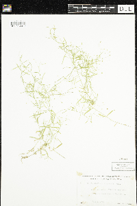 Stellaria longifolia image