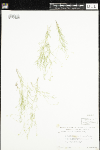 Stellaria longifolia image