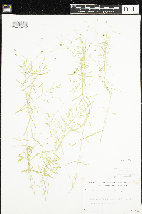 Stellaria longifolia image
