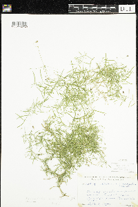 Stellaria longifolia image
