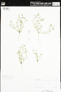 Spergularia rubra image