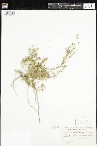 Spergularia rubra image