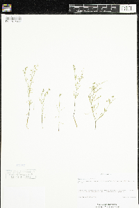 Spergularia salina image