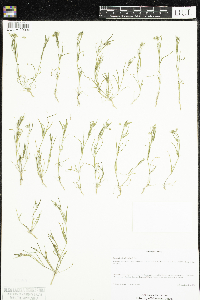 Spergularia salina image