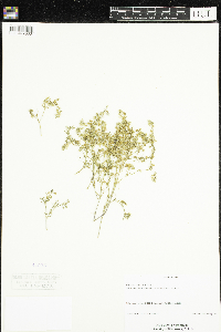 Spergularia salina image