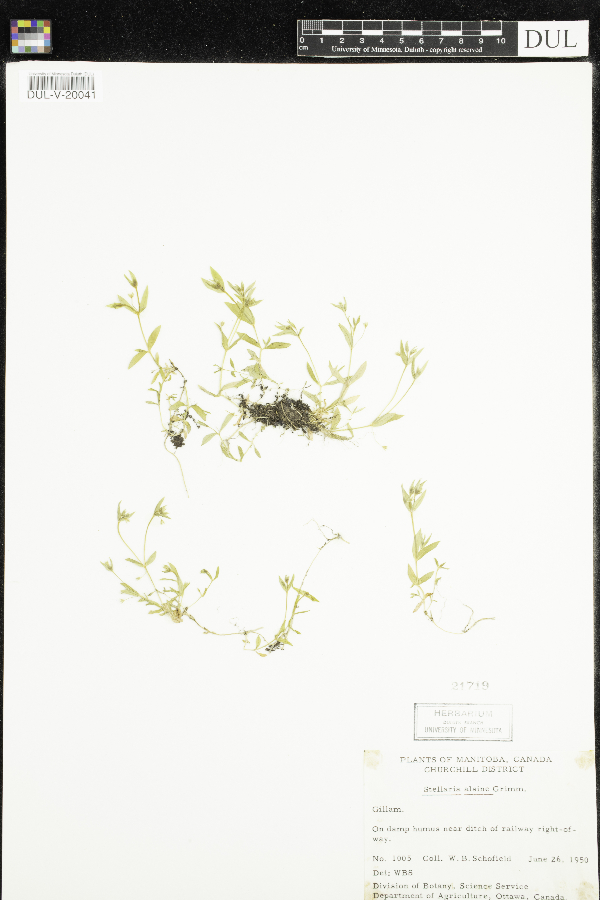 Stellaria alsine image