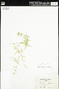 Stellaria borealis subsp. borealis image