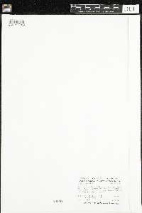 Stellaria crassifolia image