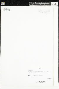 Stellaria crassifolia image