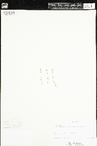 Stellaria crassifolia image