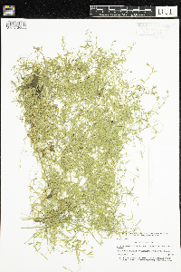 Stellaria crassifolia image