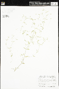 Stellaria crassifolia image