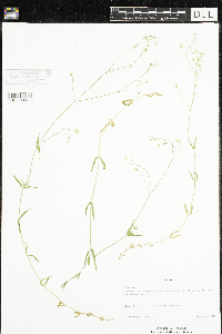 Stellaria graminea image