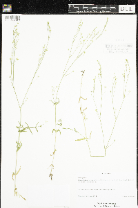 Stellaria graminea image
