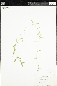 Stellaria graminea image