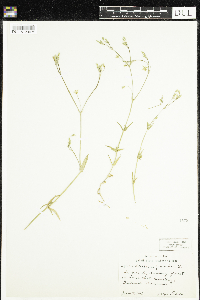 Stellaria graminea image