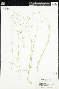 Stellaria graminea image