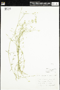 Stellaria graminea image