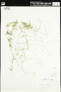 Stellaria graminea image
