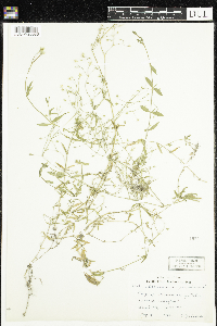 Stellaria graminea image