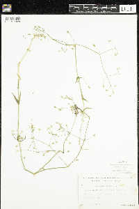 Stellaria graminea image