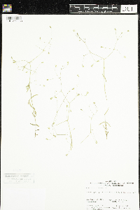 Stellaria graminea image