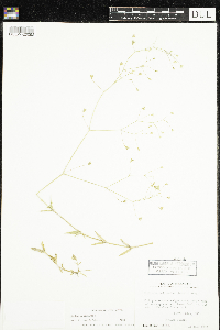 Stellaria graminea image