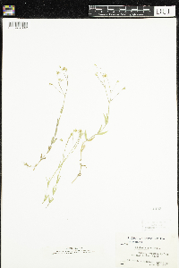 Stellaria graminea image