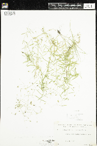 Stellaria longifolia image