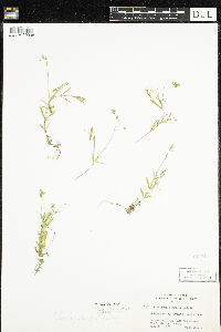 Stellaria longifolia image