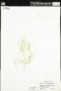 Stellaria longifolia image