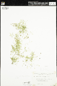 Stellaria longifolia image