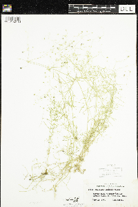 Stellaria longifolia image