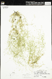Stellaria longifolia image