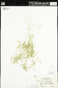 Stellaria longifolia image