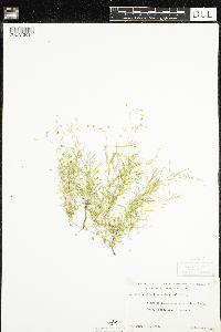 Stellaria longifolia image
