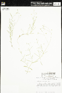 Stellaria longifolia image