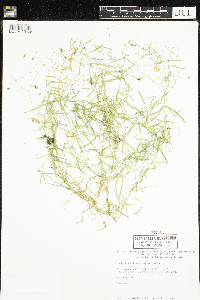 Stellaria longifolia image