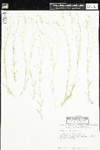 Stellaria longifolia image